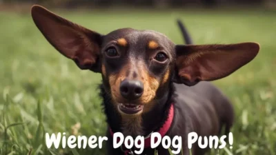 Wiener Dog Puns