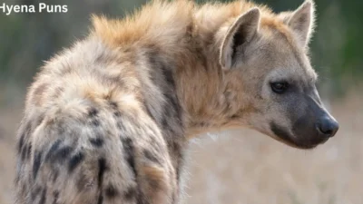 Hyena Puns