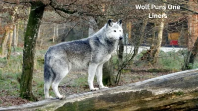 Wolf Puns One Liners